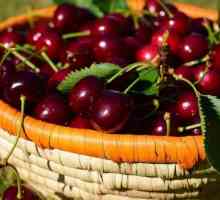 Cherry Brusnitsina: описание на сорта, засаждане и грижи