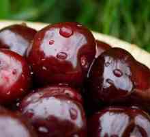 Cherkokorka Cherry: Характеристики на сорта