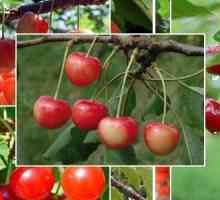 Cherry Baby: описание на сорта, характеристики, култивиране