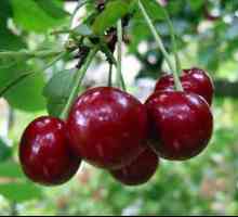 Cherry Ural ruby: снимки, описание на разнообразието, ревюта