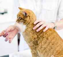 Витамини за котки: преглед, инструкции, рейтинг