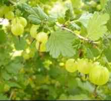 Вкусно и здраво цариградско грозде: засаждане и грижи