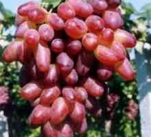 Вкусно и здраво грозде Risamat