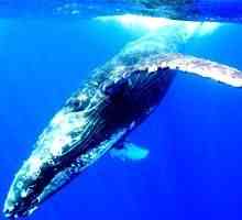 Морските господари: къде живее кит и защо е изхвърлен на сушата
