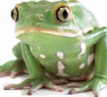 Външна структура на жабата. Характеристики на външната и вътрешната структура на земноводните,…