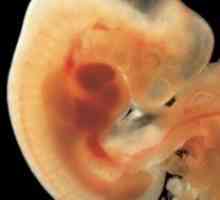 Вътрематочно развитие на детето: периоди и етапи с снимка. Вътрешнодробно развитие на детето по…