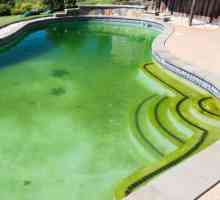 Водата в басейна стана зелена, какво трябва да направя? Практически препоръки