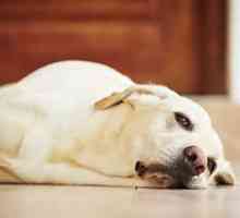 Дропизъм при кучета: симптоми и лечение