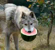 Апетитът на вълците е ... Значението на фразеологията, синонимите