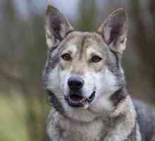 Wolf Dog of Sarlos: описание, характер, снимки и ревюта на животновъдите
