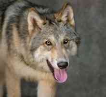 "Краката на вълците се хранят": смисъла на фразеологията и примерите