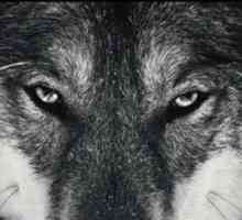 Вълци: видове вълци, описание, природа, местообитание