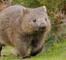 Wombat: Австралийско животно. "Малките мечки" на зеления континент
