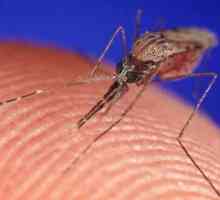 Въпрос: Защо комарът ухапва комарите?