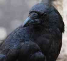 Crows. Колко години живее тази птица