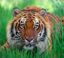 Източен хороскоп: Тигър. Година на тигъра, характеристика на родената в годината на тигъра