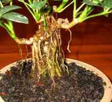 Въздушни корени - допълнителни органи на чудовища и орхидеи