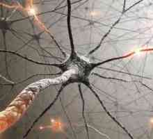 За пръв път се появи нервната система, в кое животно?