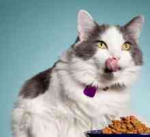 Вредна суха храна за котки: прегледи на ветеринарните лекари