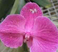 Вредители от орхидеи: спасяването на екзотичната ни красота