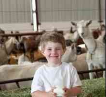 Вредни и полезни свойства на козето мляко за деца