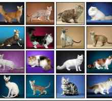 Всички породи котки: най-редките, най-популярните