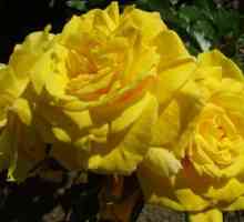 Често срещано погрешно схващане: жълти рози - символ на тъга?
