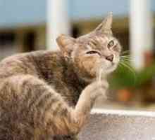 Вишки при котки: имат ли тези паразити и как да ги изтеглят