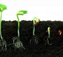 Покълване на семена: условия и условия. Как да тествате семената на пипер за кълняемост