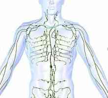 Спомняме си училищния курс по анатомия: където хората имат лимфни възли