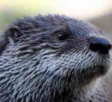 Otter domestic: условия на задържане