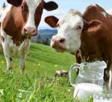 Добре ли е да се пази крава за мляко: прегледи и изчисления