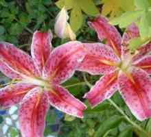 Отглеждане на лилии в градината: съвети за производителите
