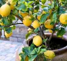 Отглеждане на лимоново дърво у дома