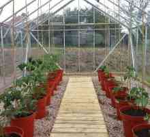 Засаждане на домати в оранжерия: правила и характеристики