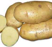 Картофи с висок добив Шалове: описание на сортовете
