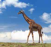 Височината на жирафа, включително врата и главата. Животът на жирафа
