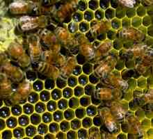 Заключението на кралицата пчели: условията, най-добрите начини и методи