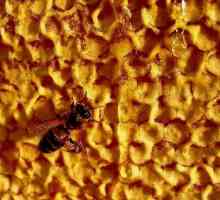Замрушка пчела. Приложение в народната медицина
