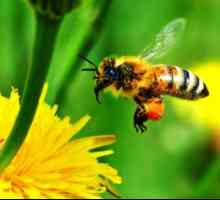 Защо и как пчелите правят мед?