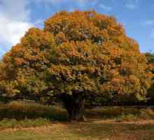 Мистерии за дъба - дърво, което живее няколко стотин години