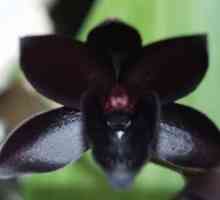 Тайнствени цветя - черни орхидеи