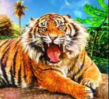 Нека да разгледаме книгата за сънища: за какво сънува тигър?