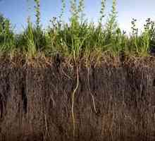 Почвеното замърсяване на почвата и последствията от нея. Оценка на замърсяването на почвата