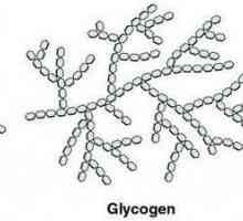 Животински въглехидрати. Дали въглехидратът в животинската клетка е гликоген или нишесте? Какви са…