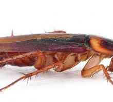 Защита срещу хлебарки. Народни средства за вредни насекоми