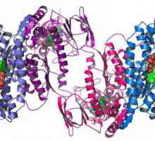Защитна функция на протеините. Структура и функция на протеините