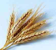Здравословна диета: калорийно съдържание на житни зърнени култури