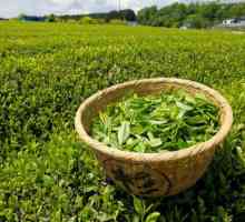 Зелен чай за отслабване: рецепти, ревюта
