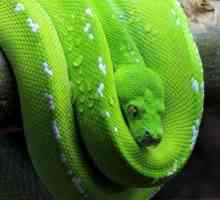 Зелен Python: описание, снимка, възпроизвеждане, съдържание